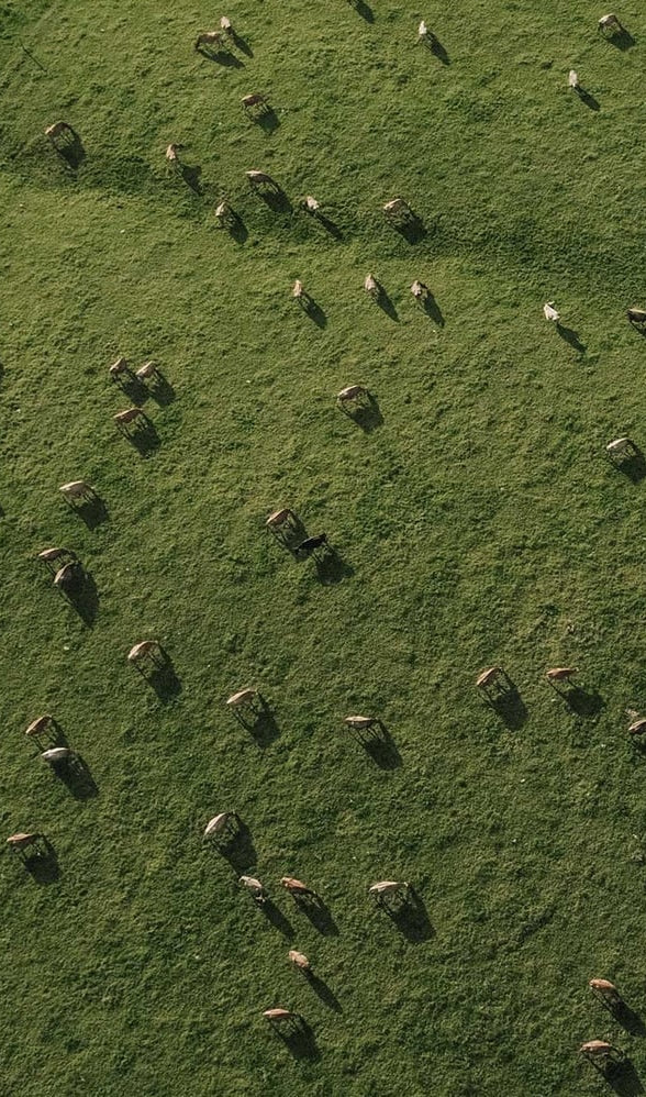 Aerial view of a herd of cows grazing on a green hillside.