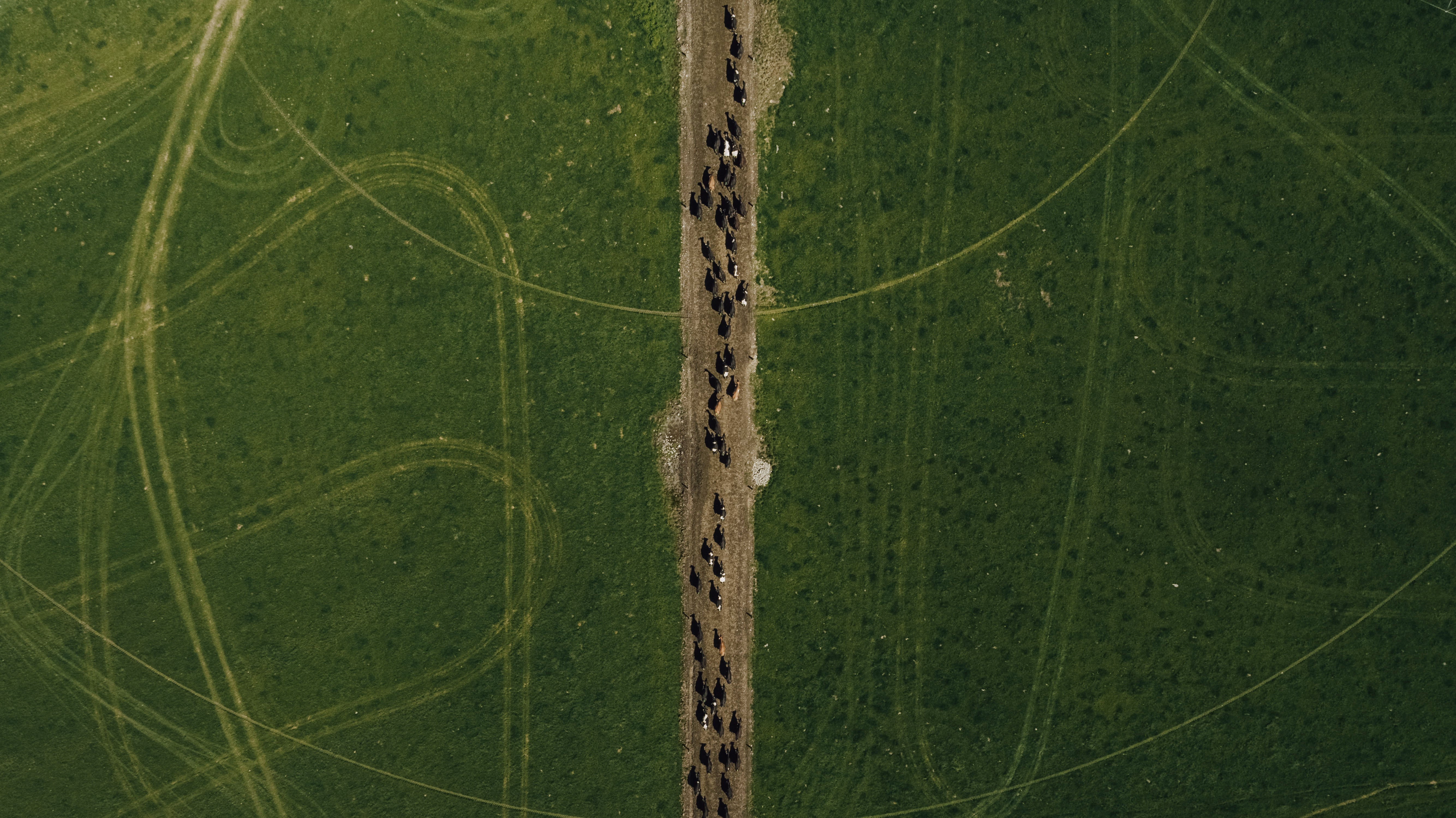 Nuestra gama de vacas A2